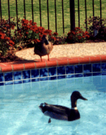 Ducks in our pool!!